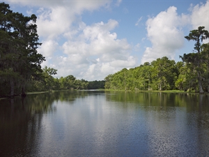Torres' Cajun Swamp Tours